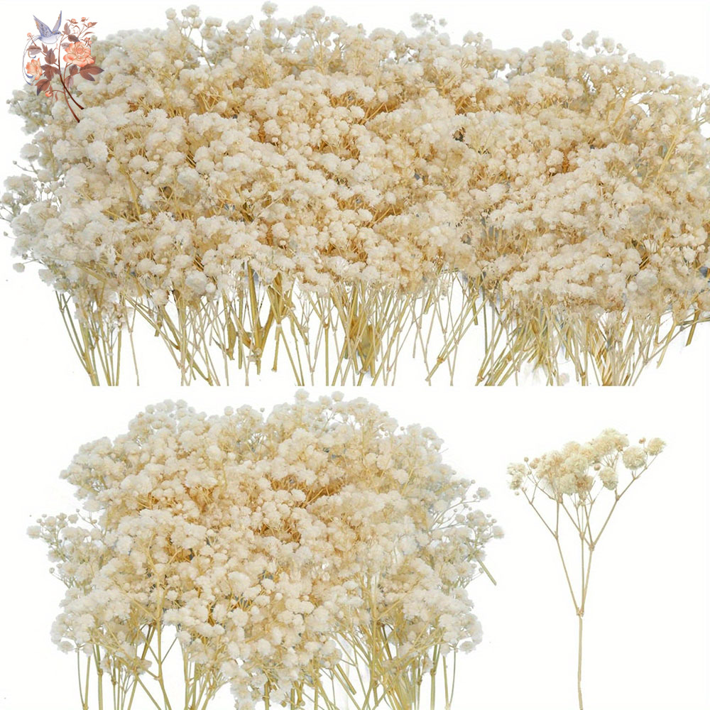 Mini fiore di gypsophila essic - Baby Breath Dried recensione e prezzo