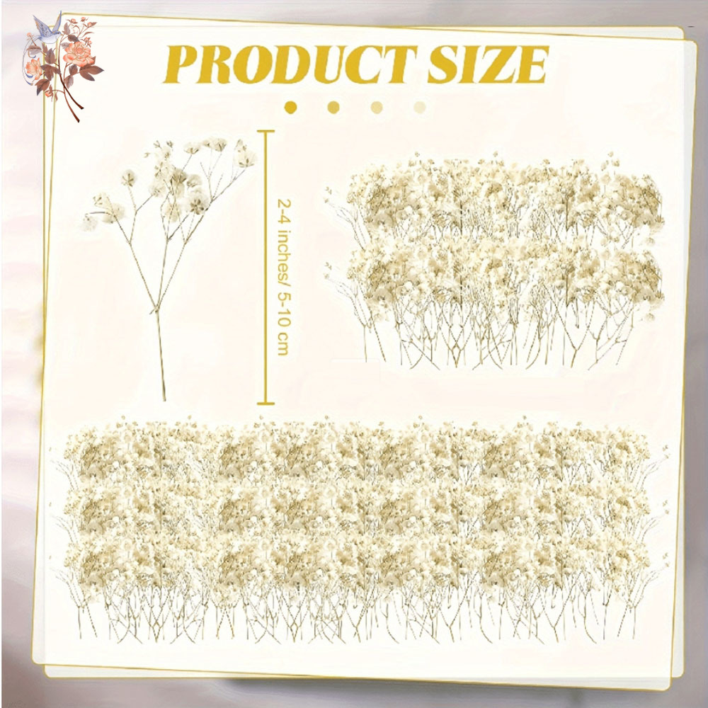 Mini fiore di gypsophila essic - Baby Breath Dried recensione e prezzo