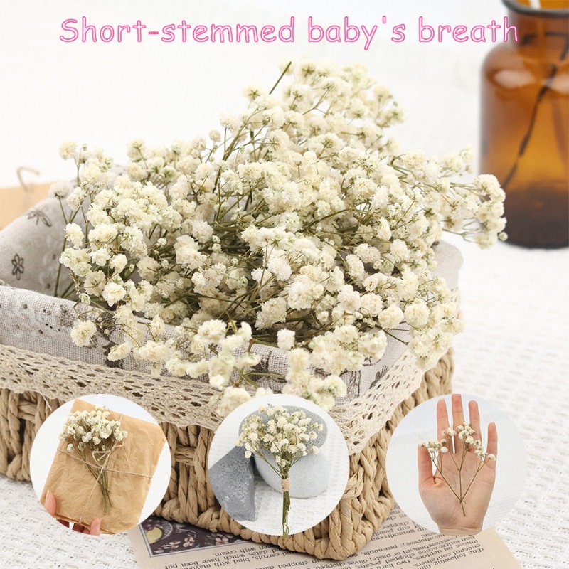 50 pezzi di Fiori di Gypsophil - Baby Breath Dried recensione e prezzo