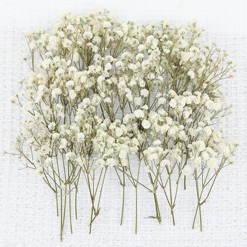50 pezzi di Fiori di Gypsophil - Baby Breath Dried recensione e prezzo