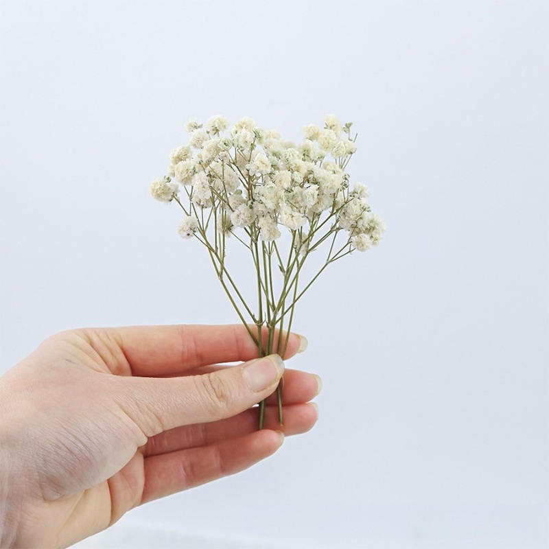 50 pezzi di Fiori di Gypsophil - Baby Breath Dried recensione e prezzo